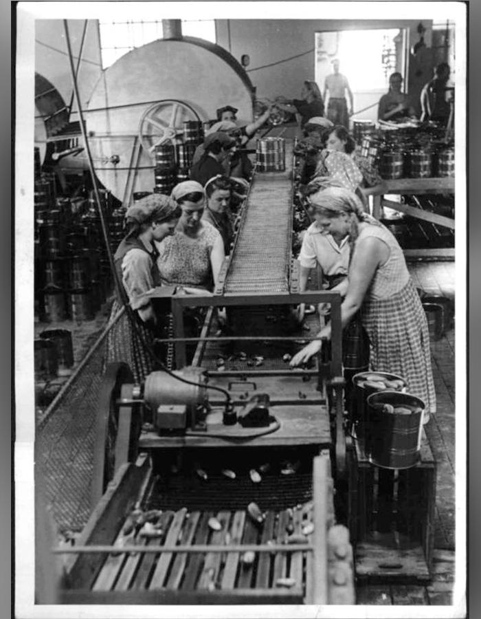 Frauen am Sortierband einer Konservenfabrik 1952